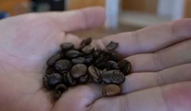 lavazza coffee beans
